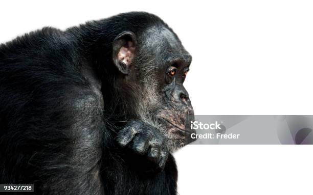 Photo libre de droit de Chimpanzé banque d'images et plus d'images libres de droit de Chimpanzé - Chimpanzé, Faune, Thème des animaux