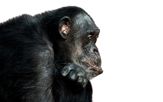 Adult chimpanzee, pan troglodytes, in the tropical rainforest of Kibale National Park, western Uganda. The park conservation programme means that some troupes are habituated for human contact.