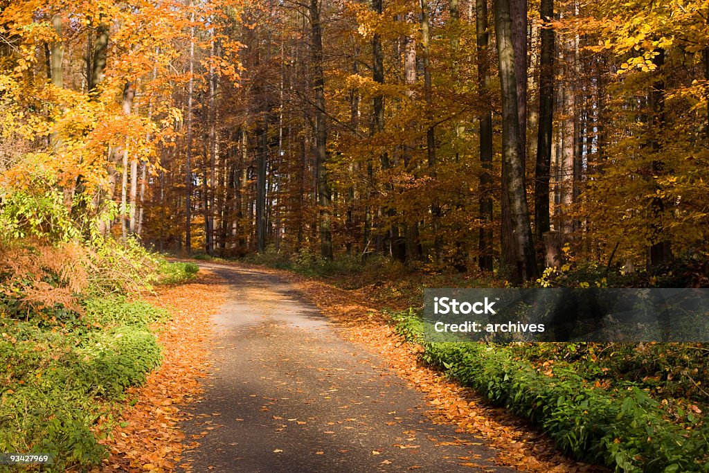Bosque de otoño - Foto de stock de Amarillo - Color libre de derechos