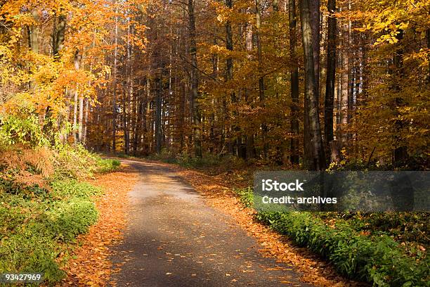 Bosque De Otoño Foto de stock y más banco de imágenes de Amarillo - Color - Amarillo - Color, Arbusto, Arce