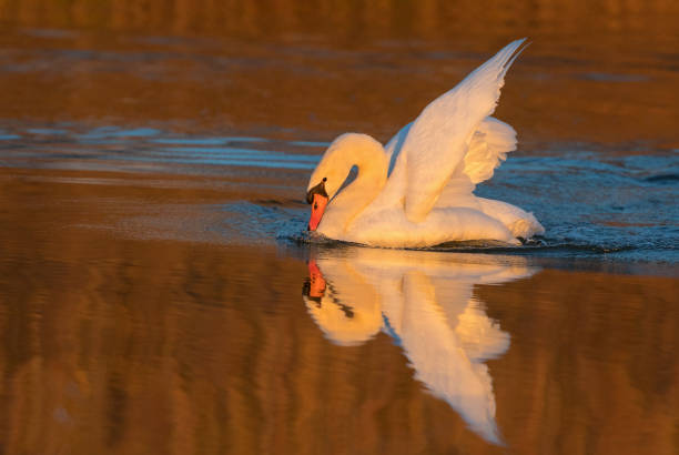 istock Mute swan (Cygnus olor) in the evening sun 934279920