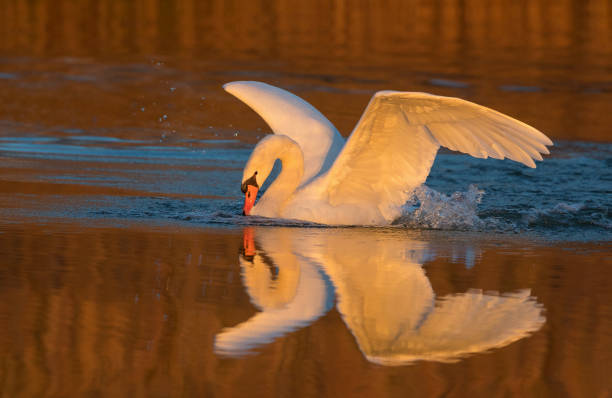 istock Mute swan (Cygnus olor) in the evening sun 934279934