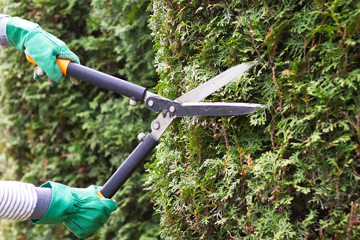 Gardener is trimming a hedge. Hands in green gloves with trimming scissors.