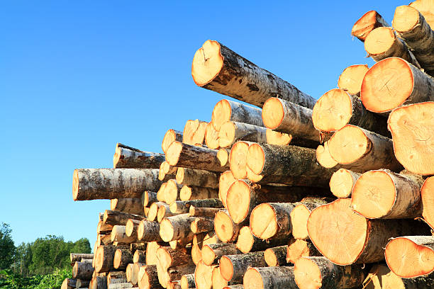 istock log of the birch 93428397