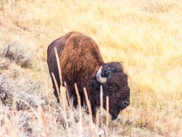istock Bison on Lamar Valley, Yellowstone NP 934287150