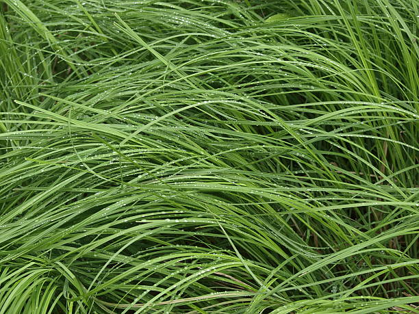 Raindrops on Blades of Green Grass stock photo