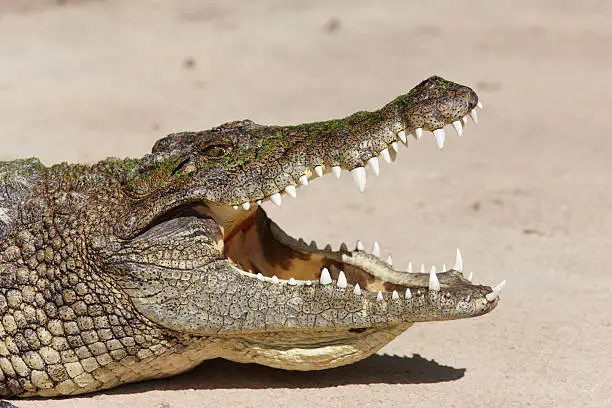 Nile Crocodiles have a dark bronze colouration above, with black spots on the back and a dirty purple on the belly. The flanks, which are yellowish green in colour, have dark patches arranged in oblique stripes. There is some variation relative to environment; specimens from swift flowing waters tend to be lighter in colour than those dwelling in lakes or swamps. Their eyes are green.