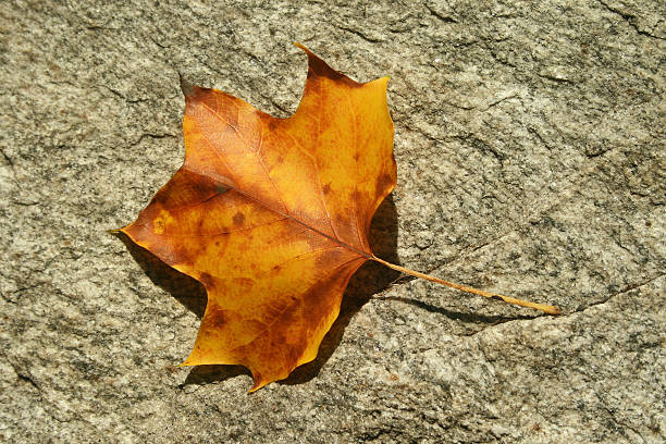 Poplar Leaf on Stone stock photo