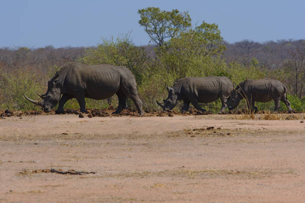 istock Three white rhinoceros (Ceratotherium simum) in Kruger Park, South Africa 934290140