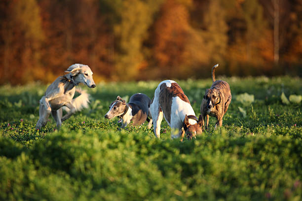 играет greyhounds - greyhound dog podenco running стоковые фото и изображения