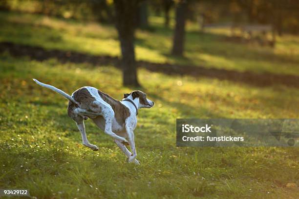 Greyhound En El Estadio Chase Foto de stock y más banco de imágenes de Animales cazando - Animales cazando, Bosque, Color - Tipo de imagen