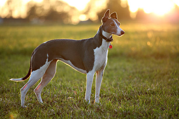 greyhound auf feld - windhund stock-fotos und bilder