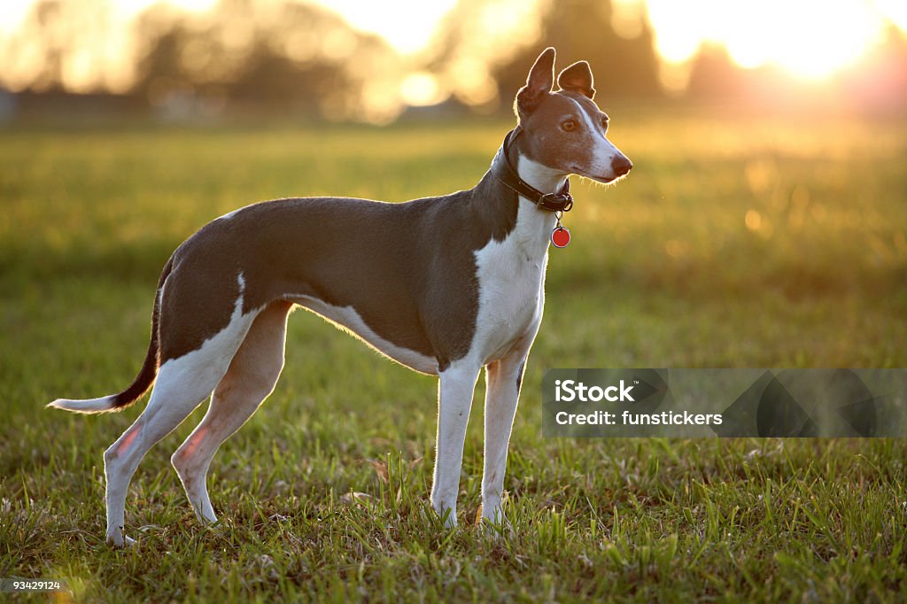 Greyhound em campo - Foto de stock de Galgo royalty-free