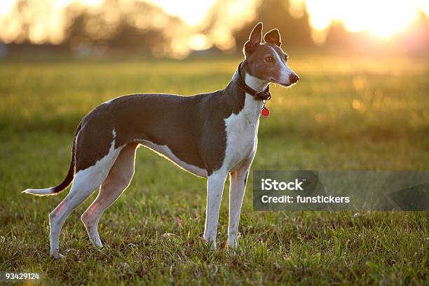 Foto de Greyhound Em Campo e mais fotos de stock de Galgo - Galgo, Lebréu, Cão