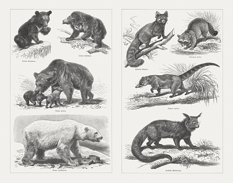 Bears: left side: Asian black bear (Ursus thibetanus); Sloth bear (Melursus ursinus, or Ursus labiatus); Brown bear (Ursus arctos); Polar bear (Ursus maritimus); right side: Red panda (Ailurus fulgens); Raccoon (Procyon lotor); White-nosed coati (Nasua narica); Binturong (Arctictis binturong). Wood engravings, published in 1897.