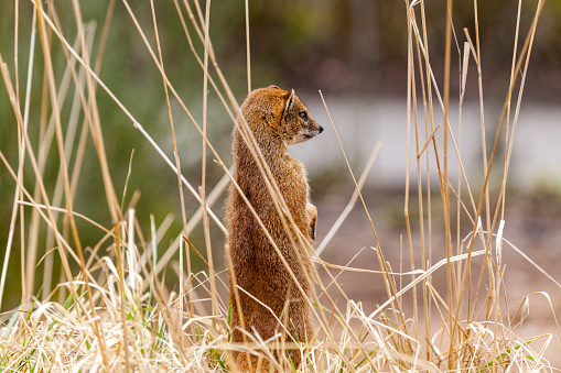 The menagerie, the zoo of the plant garden. View of a yellow mongoose in a park