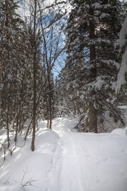 istock Snowshoe trail through coniferous forest under blue sky, West Kelowna