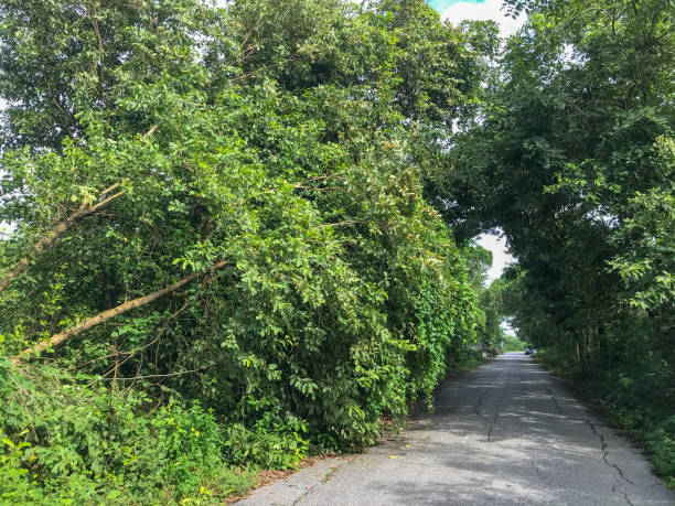 istock falling tree after storm disaster near the road 934296024