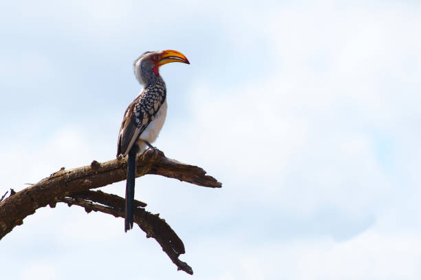 istock A southern yellow-billed hornbill (Tockus leucomelas) resting on a tree in Kruger National Park. 934301204
