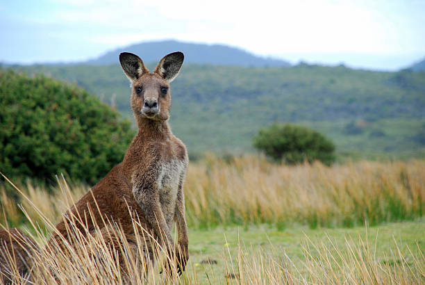 wild canguro nell'entroterra australiano - entroterra foto e immagini stock