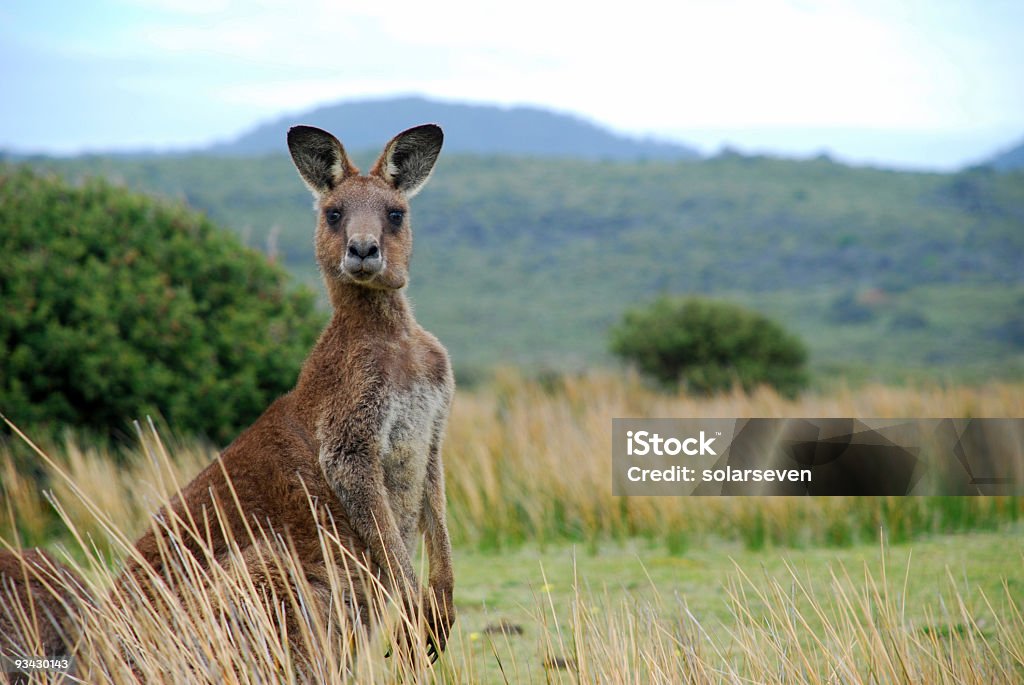 Wild kangaroo in outback  Kangaroo Stock Photo