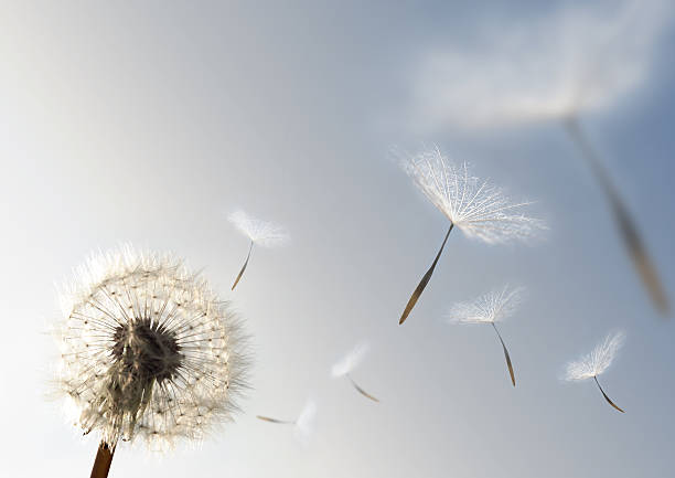 Seeds of Growth A Dandelion blowing seeds in the wind. dandelion stock pictures, royalty-free photos & images