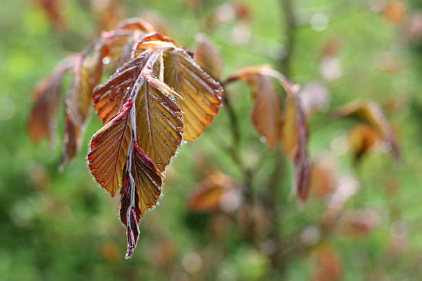 Leaves of copper beech stock photo