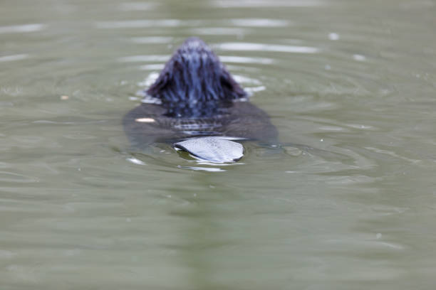 istock Castor fiber, Eurasian beaver. 934303956