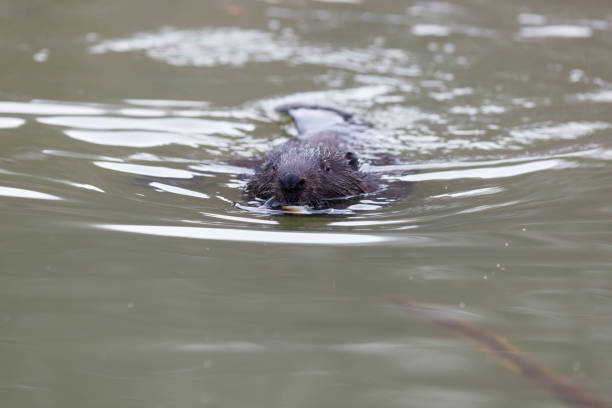 istock Castor fiber, Eurasian beaver. 934304104