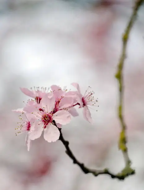 Photo of Cherry flowers on a single branch in Seattle