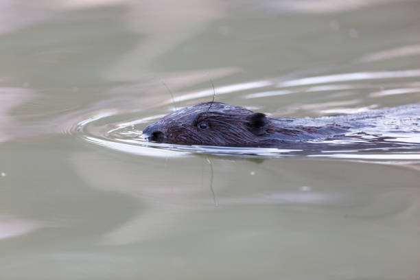 istock Castor fiber, Eurasian beaver. 934304620