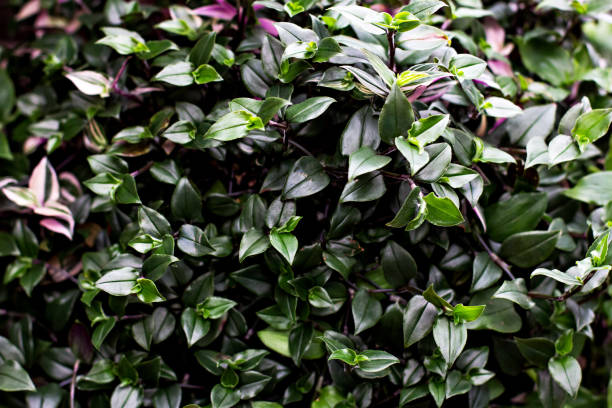 istock Background of green leaves. Natural background. 934304732