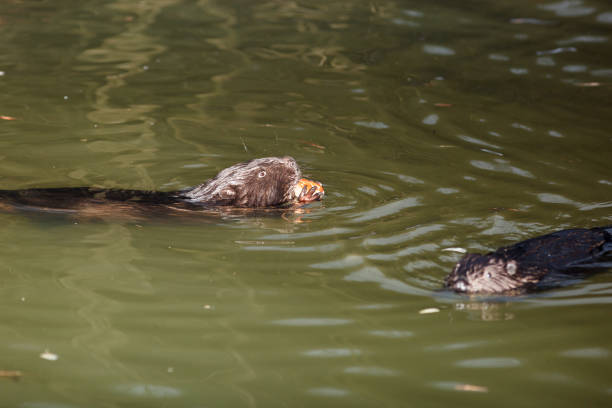 istock Castor fiber, Eurasian beaver. 934306946