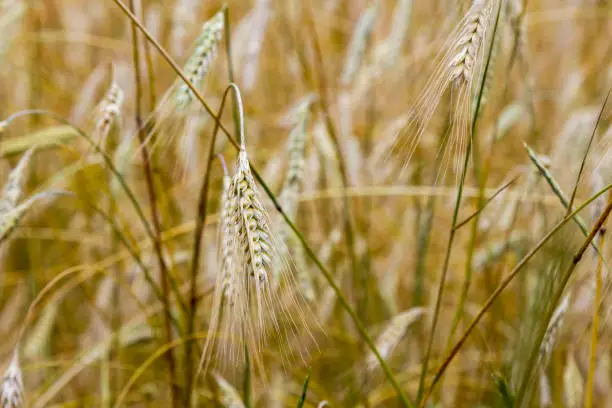 Photo of A field with bold wheat. spikelets of wheat. Yellow background.