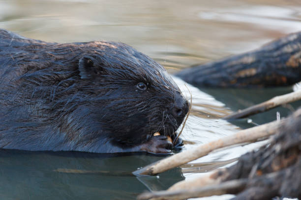 istock Castor fiber, Eurasian beaver. 934307422