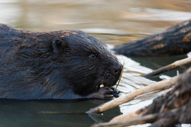 istock Castor fiber, Eurasian beaver. 934307448
