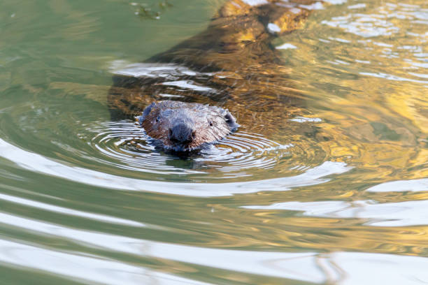 istock Castor fiber, Eurasian beaver. 934307534