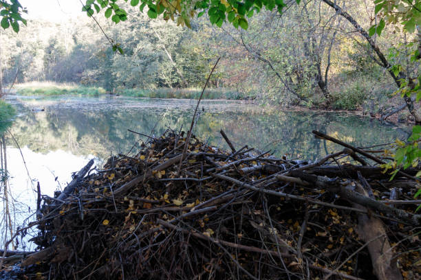 istock Castor fiber, Eurasian beaver. 934310168
