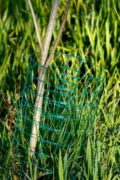 istock Castor fiber, Eurasian beaver. 934310238