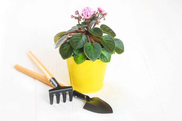 istock Violet in a flowerpot with shovel and rake on a white background 934310714