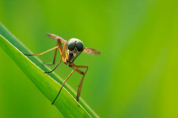 Flies on plants in the nature, North China Plain