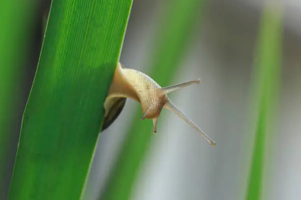 Photo of Close up of grove snail, brown-lipped snail (Cepaea nemoralis) breeding, mating, feeding and climbing green reeds.