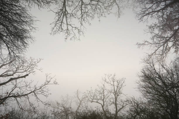 istock Frame made from bare trees of a foggy forest. Contains empty area suitable for text. 934313632