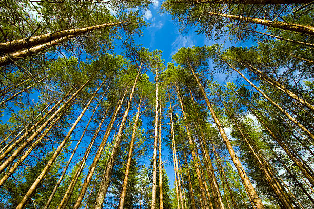 istock Ant view of tall green pine tree forest 93431536