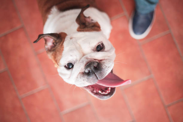 istock dog looks with enthusiasm in the camera 934316258