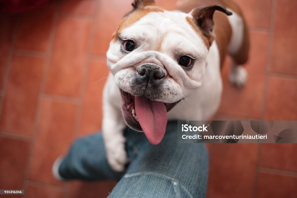 my dog wants to play with my leg My English Bulldog wants to play with my leg! She's 19 months old Dog Stock Photo
