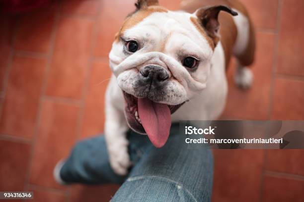 My Dog Wants To Play With My Leg Stock Photo - Download Image Now - Dog, Excitement, Ecstatic