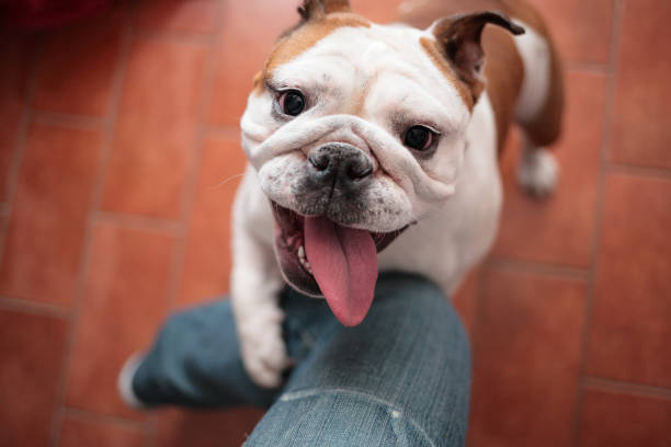 my dog wants to play with my leg - english bulldog imagens e fotografias de stock