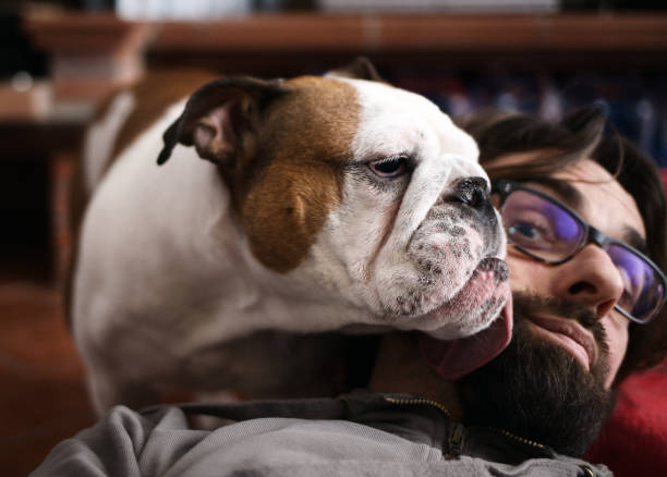 selfie - affectionate dog licks my face Selfie: my English Bulldog is licking my face! She's 19 months old animal head man stock pictures, royalty-free photos & images