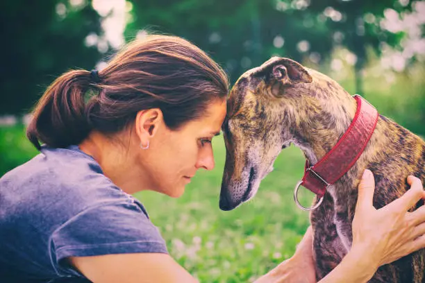 Friendship between woman and her dog. Cute greayhound with his owner. Profile portrait of spanish galgo and woman.